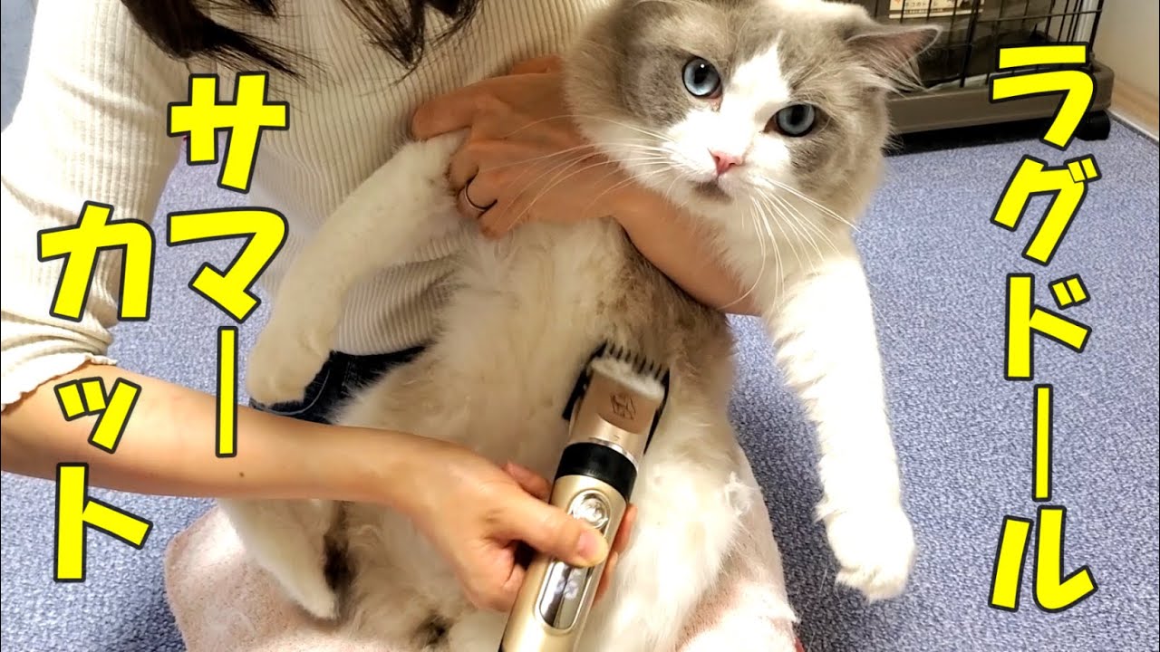 新しいバリカンでラグドール猫のサマーカットしてみたよ！【モフニャン】part206