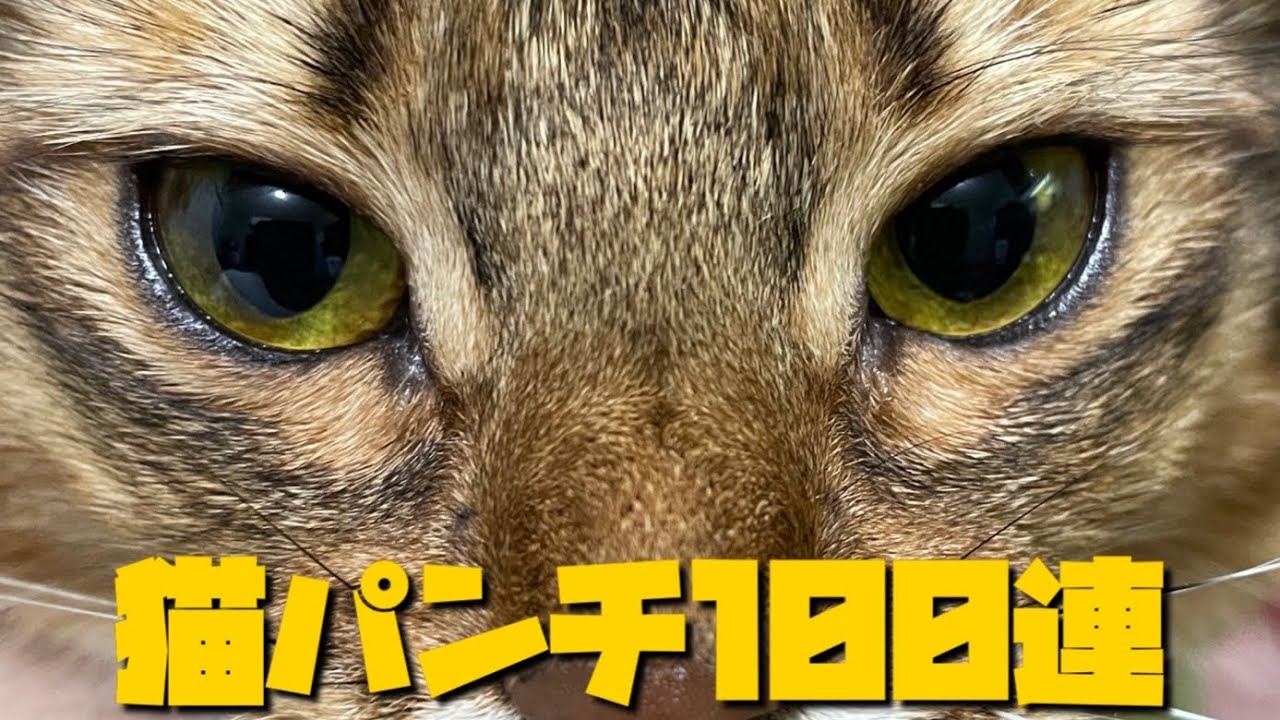 【猫パンチ100連】アビシニアンとソマリ