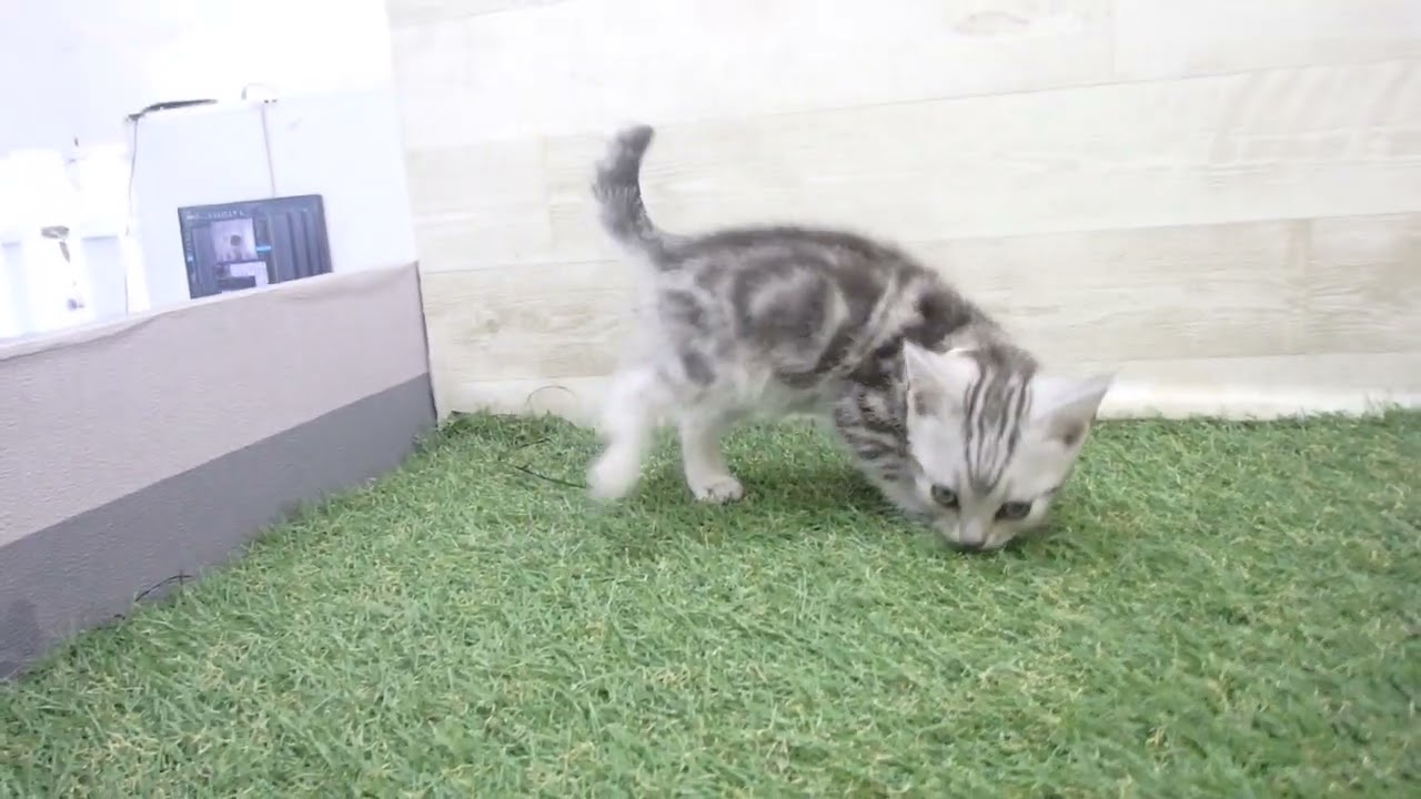 00604929 アメリカンショートヘアー