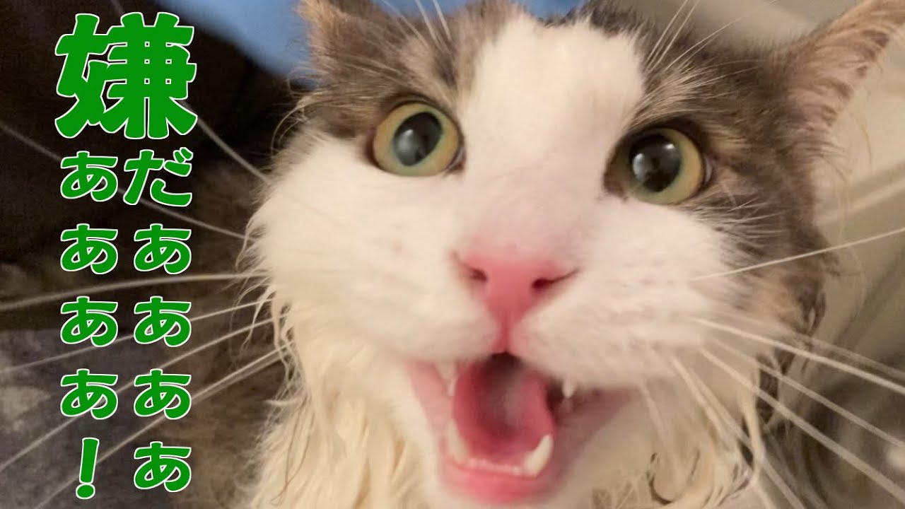 お風呂が嫌で鳴き叫ぶ猫【メインクーン】