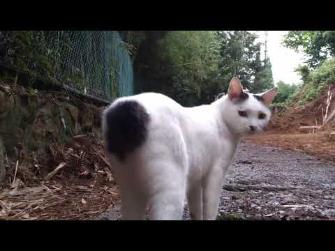 【さんぽねこ】あたちの大切なお散歩道が壊されてるニャン‥