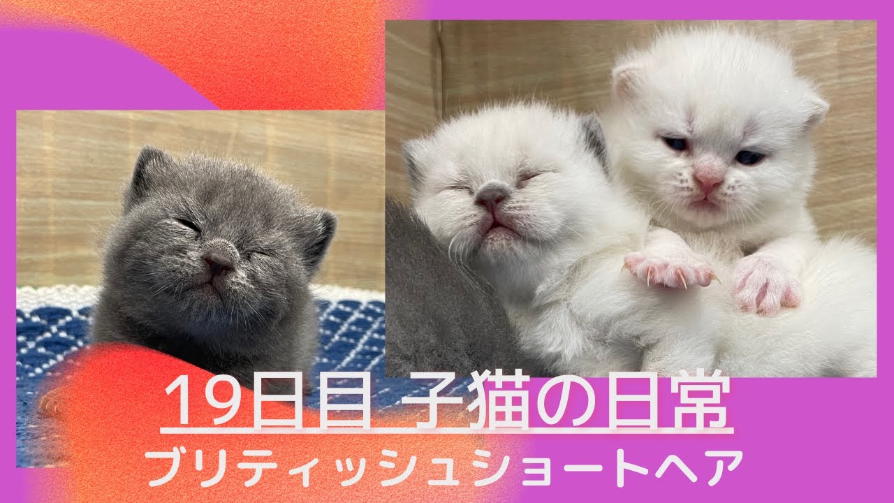 【ヨチヨチ子猫たち】見ていて飽きない仕草【ブリティッシュショートヘア】