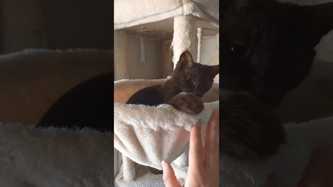 お昼の戯れ#ねこのいる生活 #多頭飼い #ハバナブラウン #cat #ピタゴラスイッチ