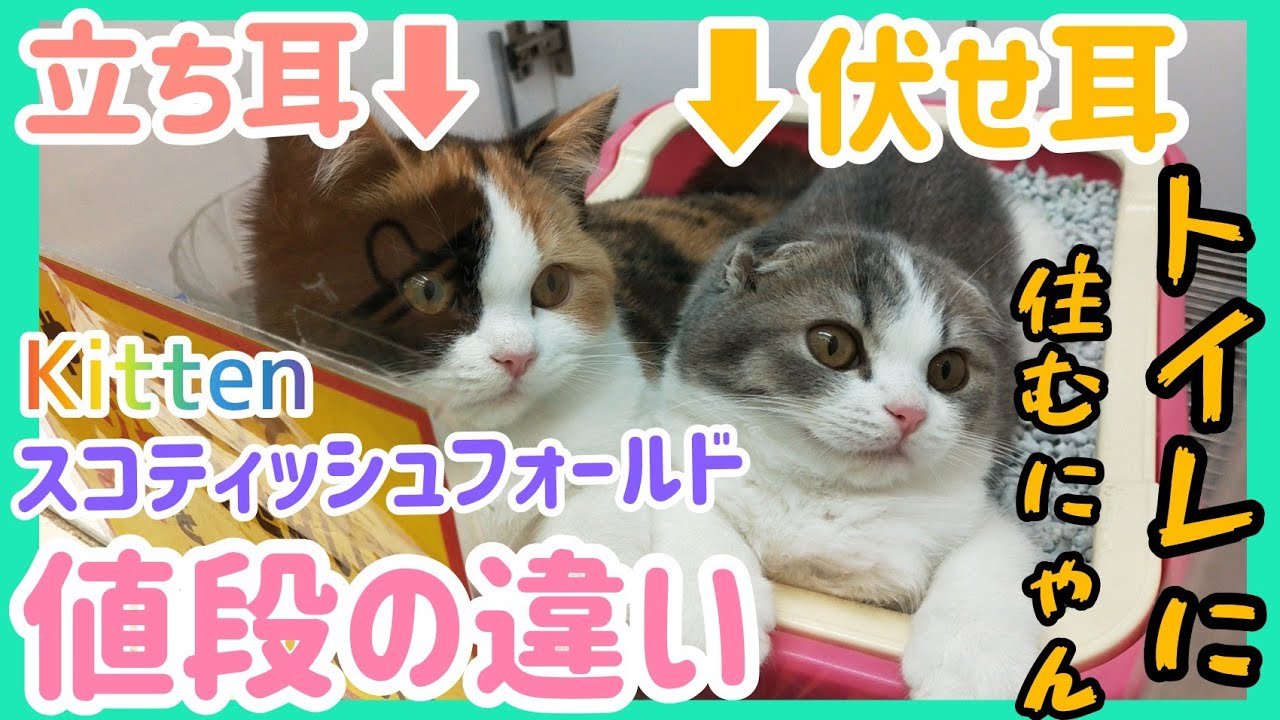 立ち耳、折れ耳値段の違い😽子猫のスコティッシュフォールドはトイレに住む🐅キャリコ 三毛猫 kitten ねこ😘茶トラ猫の友達！？白猫😽