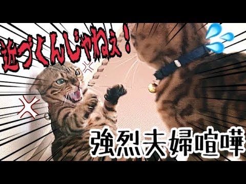 強烈夫婦喧嘩！ベンガル嫁猫ベルは鬼嫁？