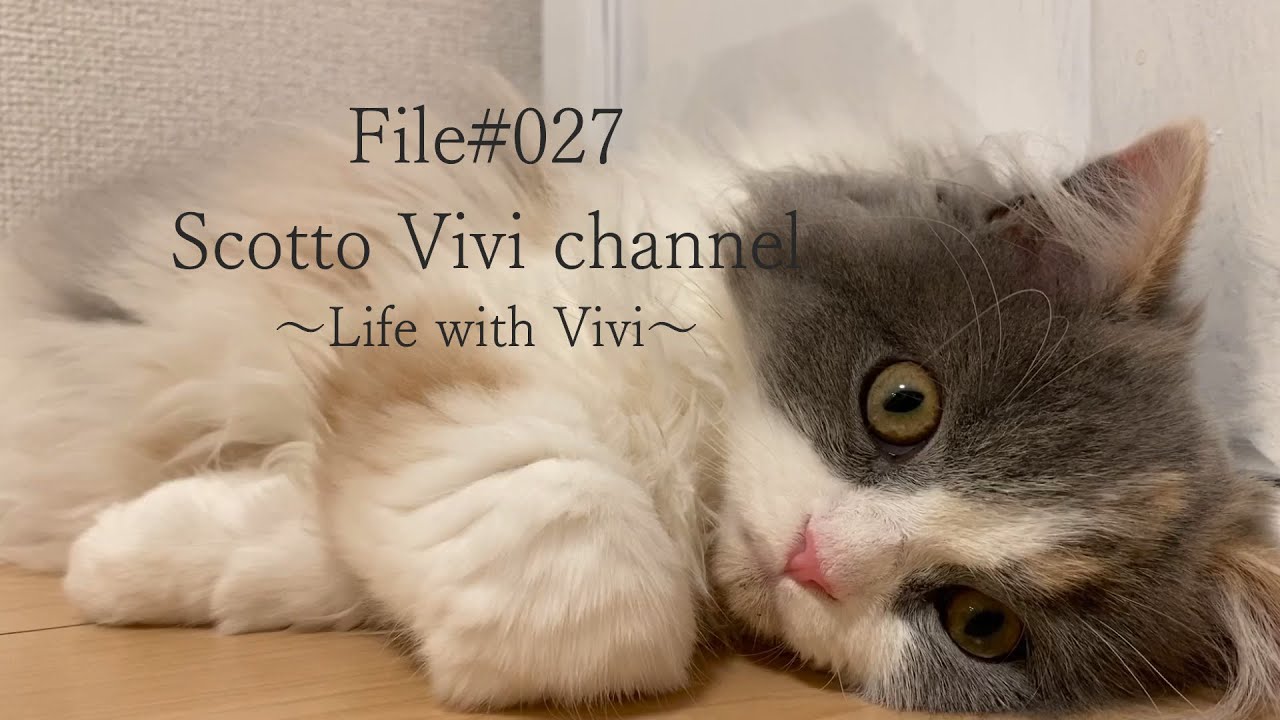 File#027～長毛スコティッシュフォールドの平日の過ごし方（6/29～7/3）～Life with cat