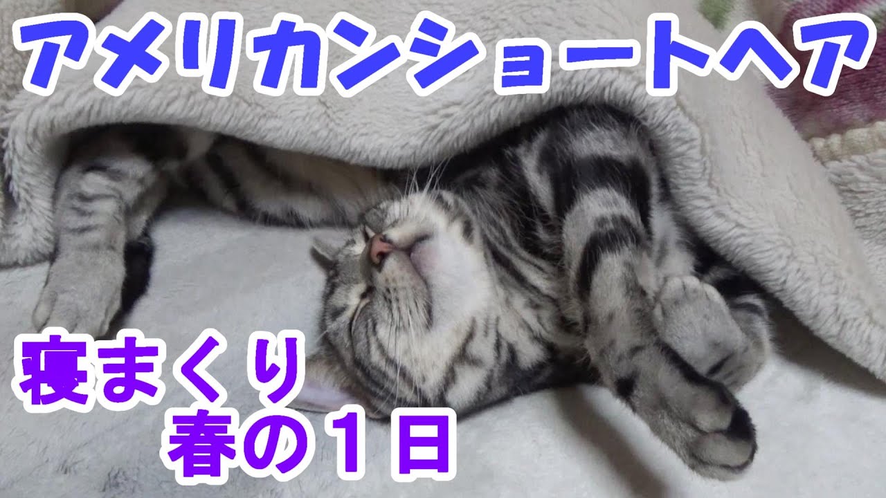 寝まくる春の１日　（アメリカンショートヘア）