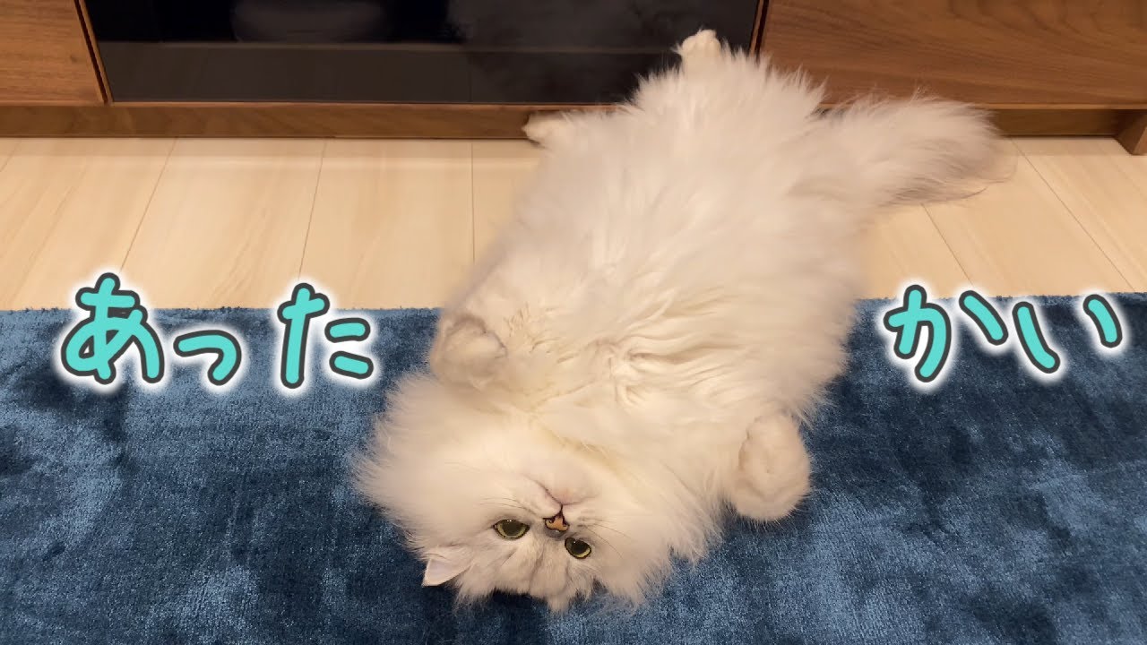 床暖房をつけたら猫が溶けました笑