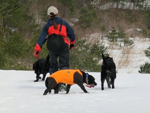 愛犬ラブラドールとお友達もスノーシューツアー170305