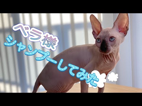 スフィンクス猫　シャンプーをしてみたよ