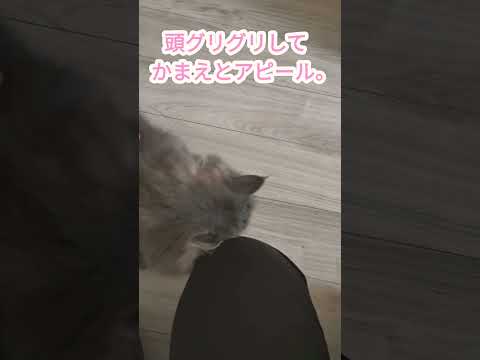 甘えんぼすぎてかわいいサイベリアン猫！【サイベリアンのラフィ】#shorts