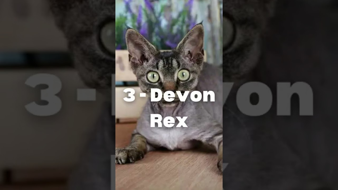 which cats are hypoallergenic #shorts