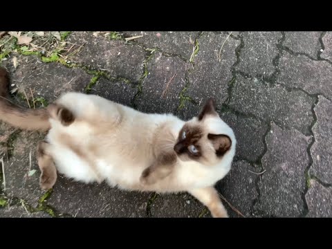 可愛いシャム猫がいたので撫でてきた