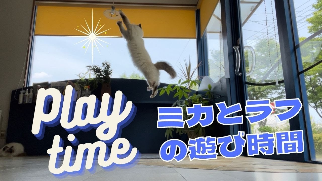 楽しいニャ【ミカとラフの遊び時間】Play time （バーマン猫）Birman/Cat