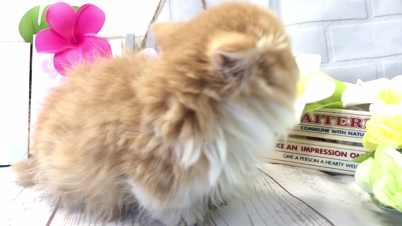 マンチカン ロングコートの極短足ちゃん