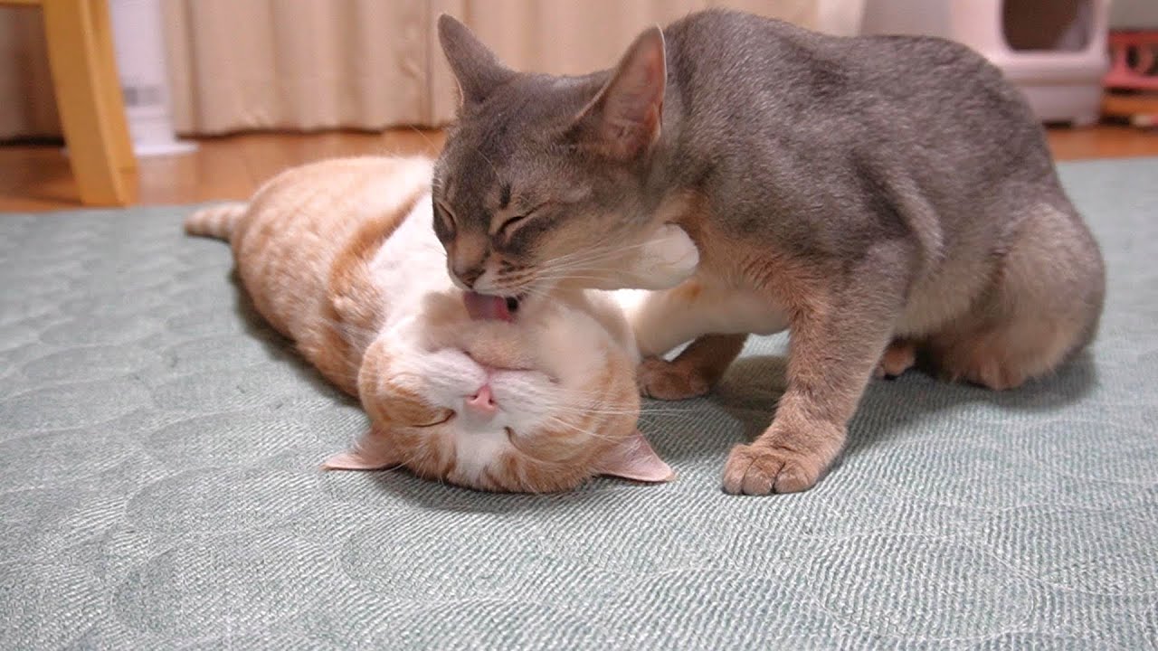 珍しく身をゆだねる!?やんのかステップ猫【スコティッシュフォールド】【アビシニアン】