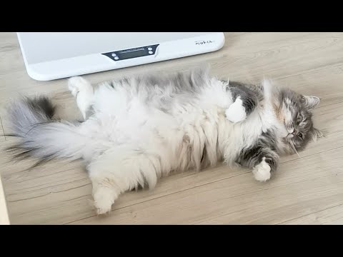 猫の「ビクッ」【サイベリアンのラフィ】#shorts