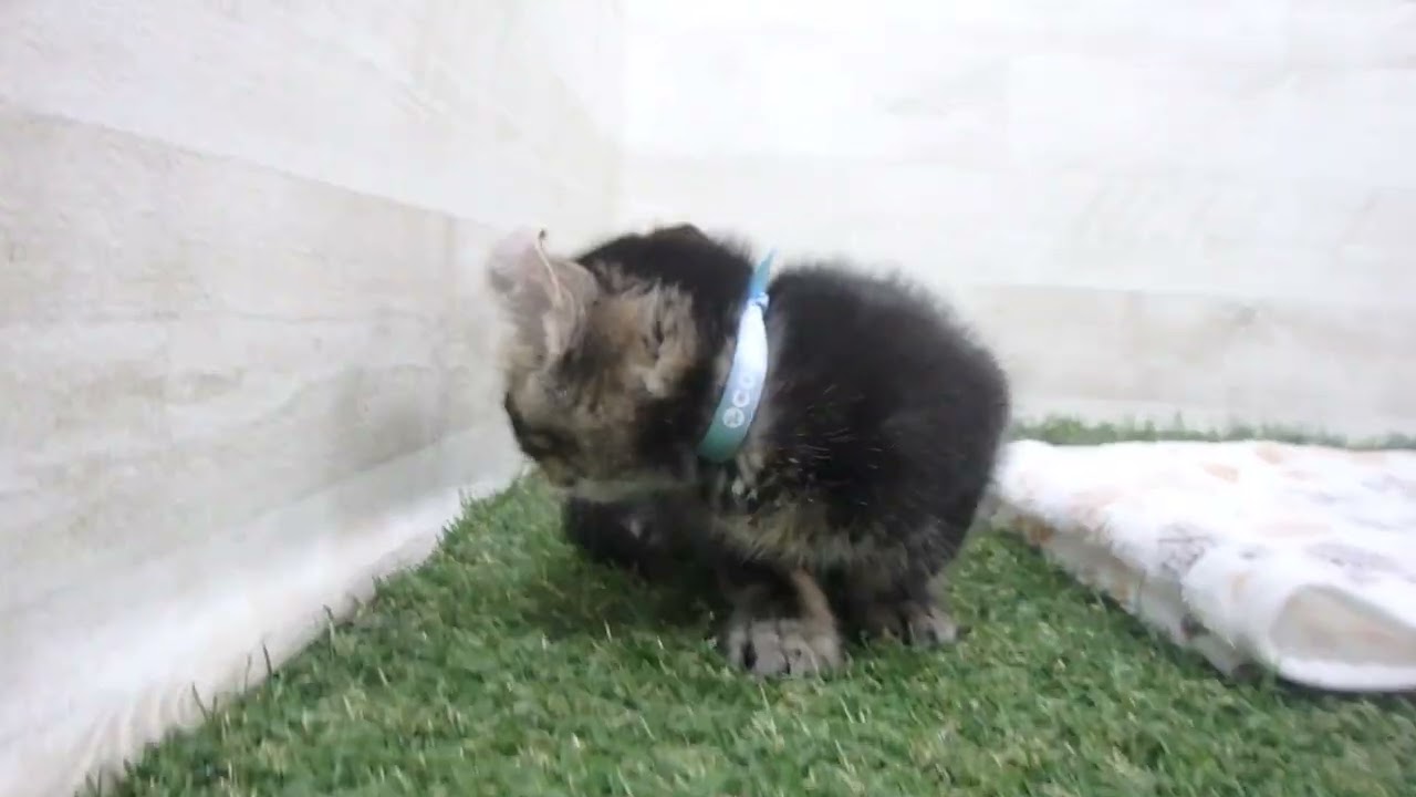 00607451 アメリカンカール