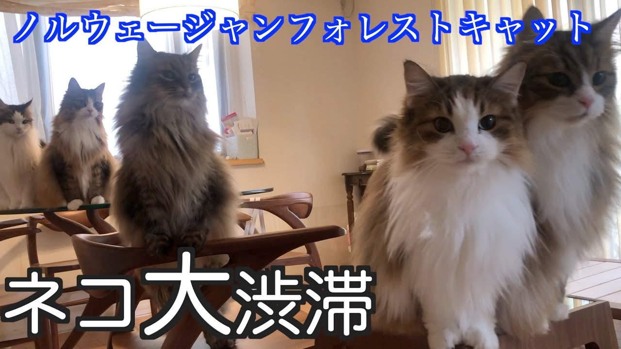 【ネコ大渋滞】やばい！ノルウェージャンフォレストキャットの大渋滞！