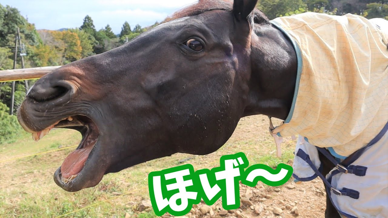 【動画集】馬ってヘンだけどかわいい