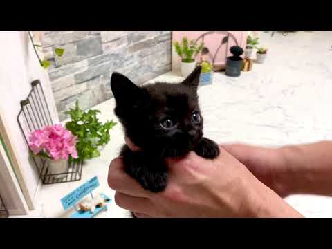 【ナナハチ’s ROOM】ボンベイの男の子