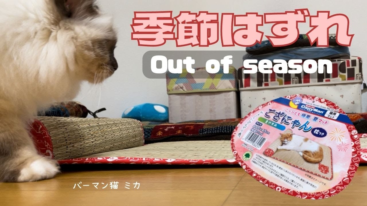 ござにゃん【季節はずれ】Out of season（バーマン猫）Birman/Cat