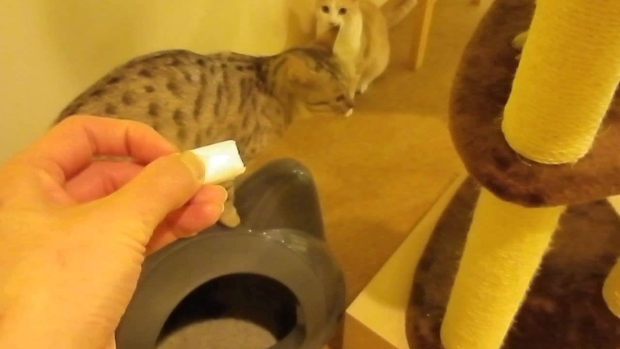 オシキャット3兄妹!みんな大好きな紙ボール!!　あいきゃっと福島店