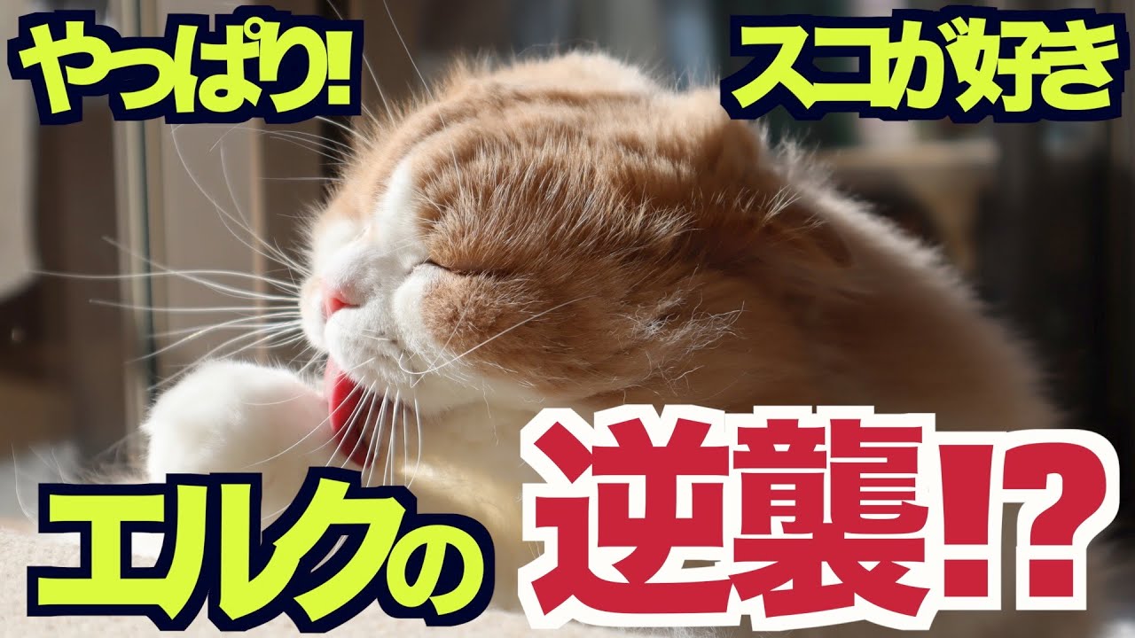 【スコティッシュフォールド】エルクの逆襲!?