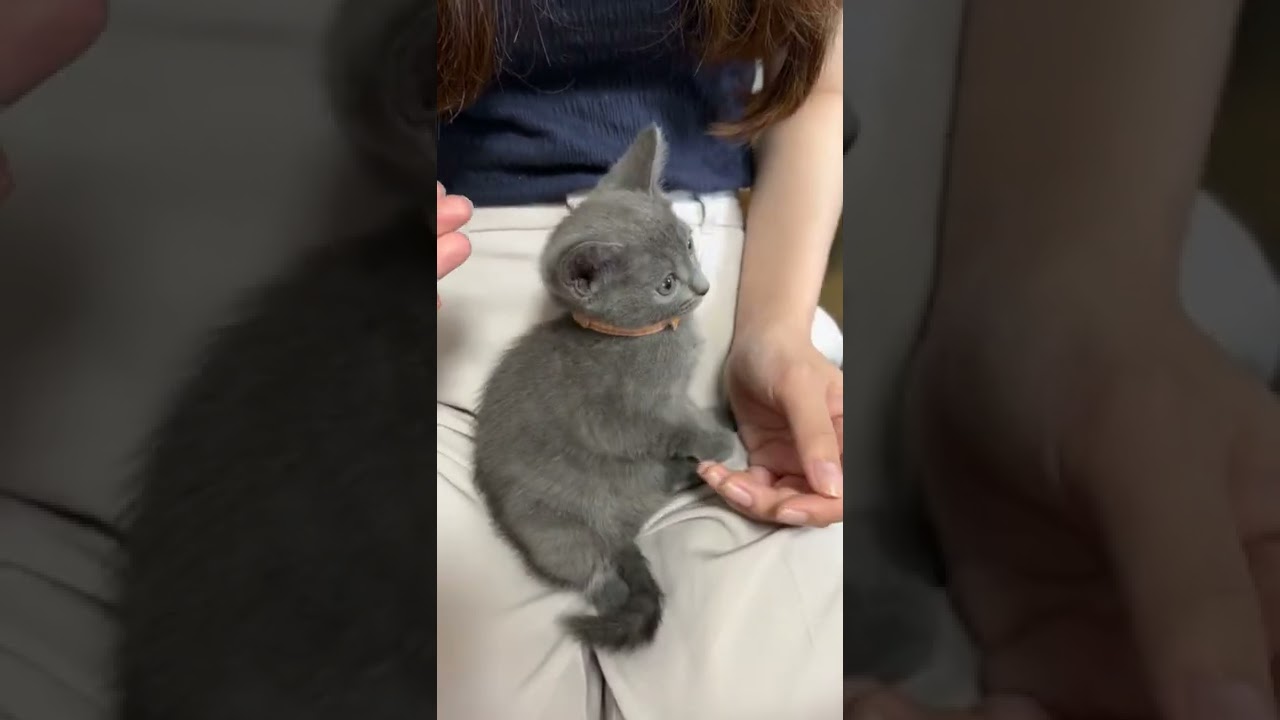 おかんのがん治療に寄り添ってくれるロシアンブルーの子猫。ブリーダーさんから譲り受ける前日のおはなし。