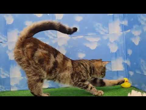 Coo&RIKU　No587190 アメリカンカール