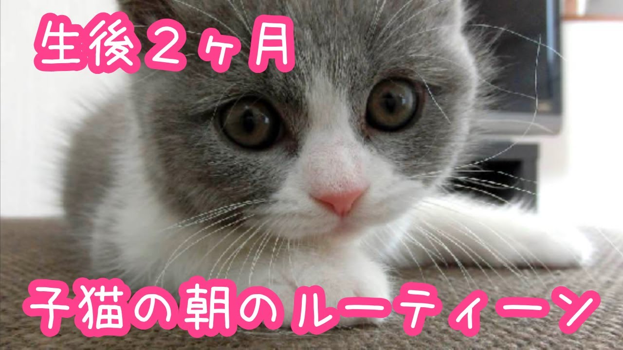 生後2ヶ月の子猫の朝のルーティンが癒される...！【ブリティッシュショートヘア・保護猫】-Morning routine video of a two month old kitten-