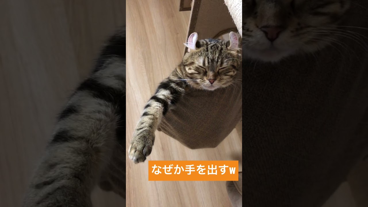 なぜか手を出すw 猫shorts アメリカンカール ツゥ　#shorts