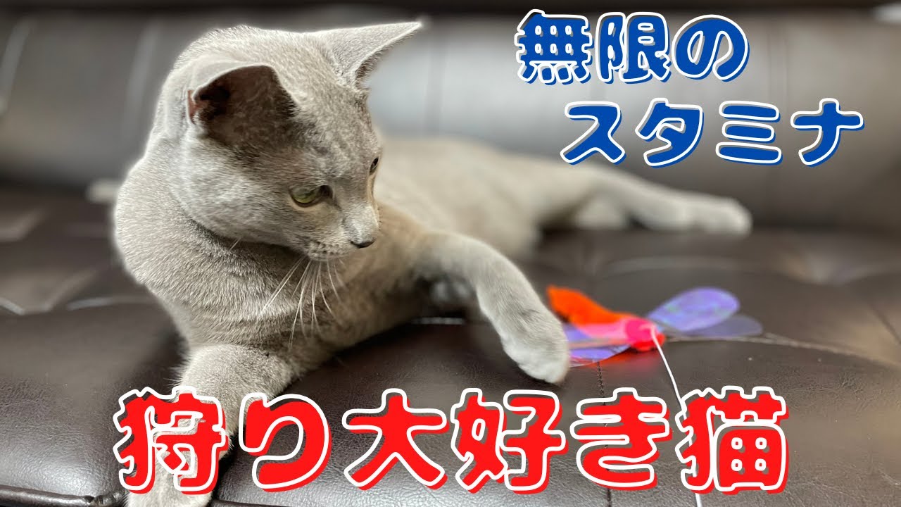 許してください！無限に遊べと主の手元におもちゃを運ぶかわいい猫【ロシアンブルー】