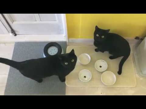 4匹の黒猫ボンベイファミリー☆にぎやかニャーニャー朝ご飯☆