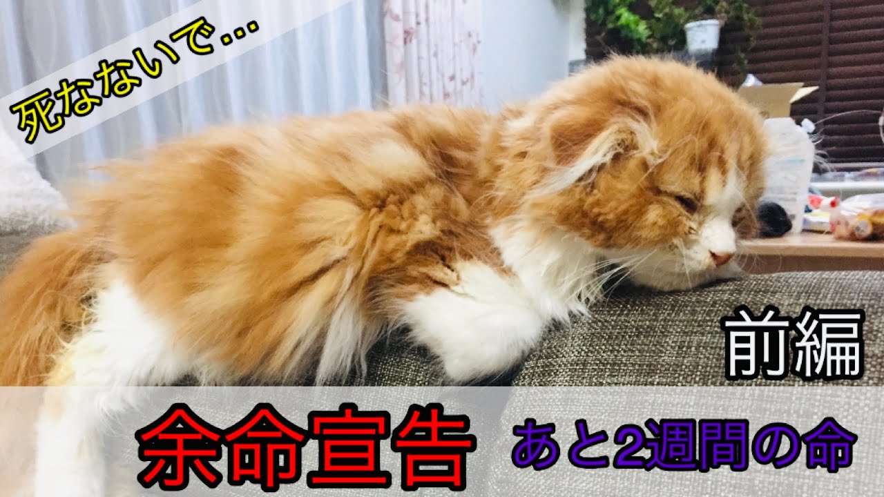 【先代猫】余命宣告を受けた子猫　スコティッシュフォールドの桜　FIP猫伝染性腹膜炎・前編（Kitten sentenced to life expectancy）