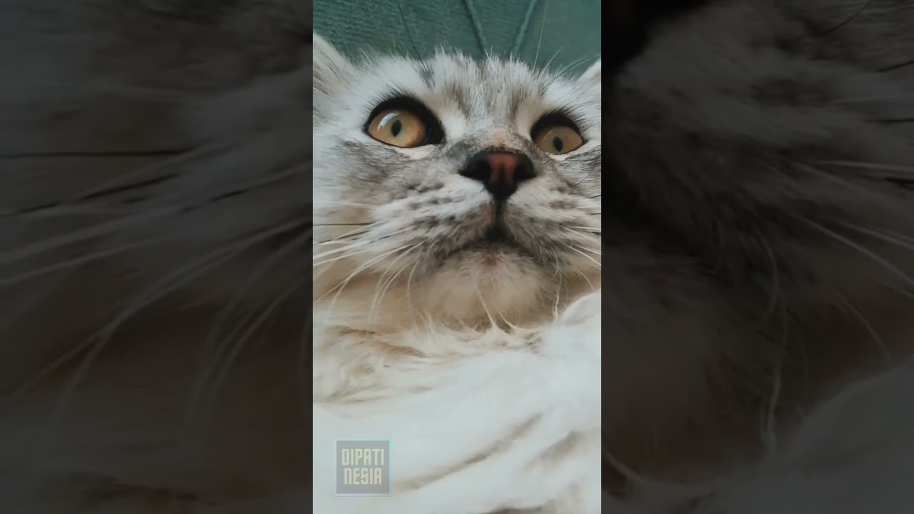 Manx Cats ✨ Manx Cat #shorts