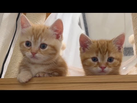 元気いっぱいなマンチカンの子猫ちゃびとちゃーぼーがかわいすぎる💓