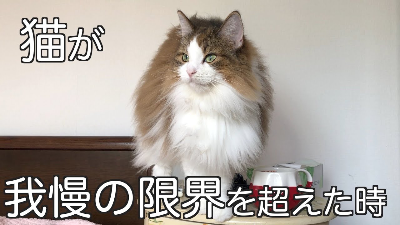 猫が我慢の限界を超えた時する行動　ノルウェージャンフォレストキャット5匹と暮らす我が家