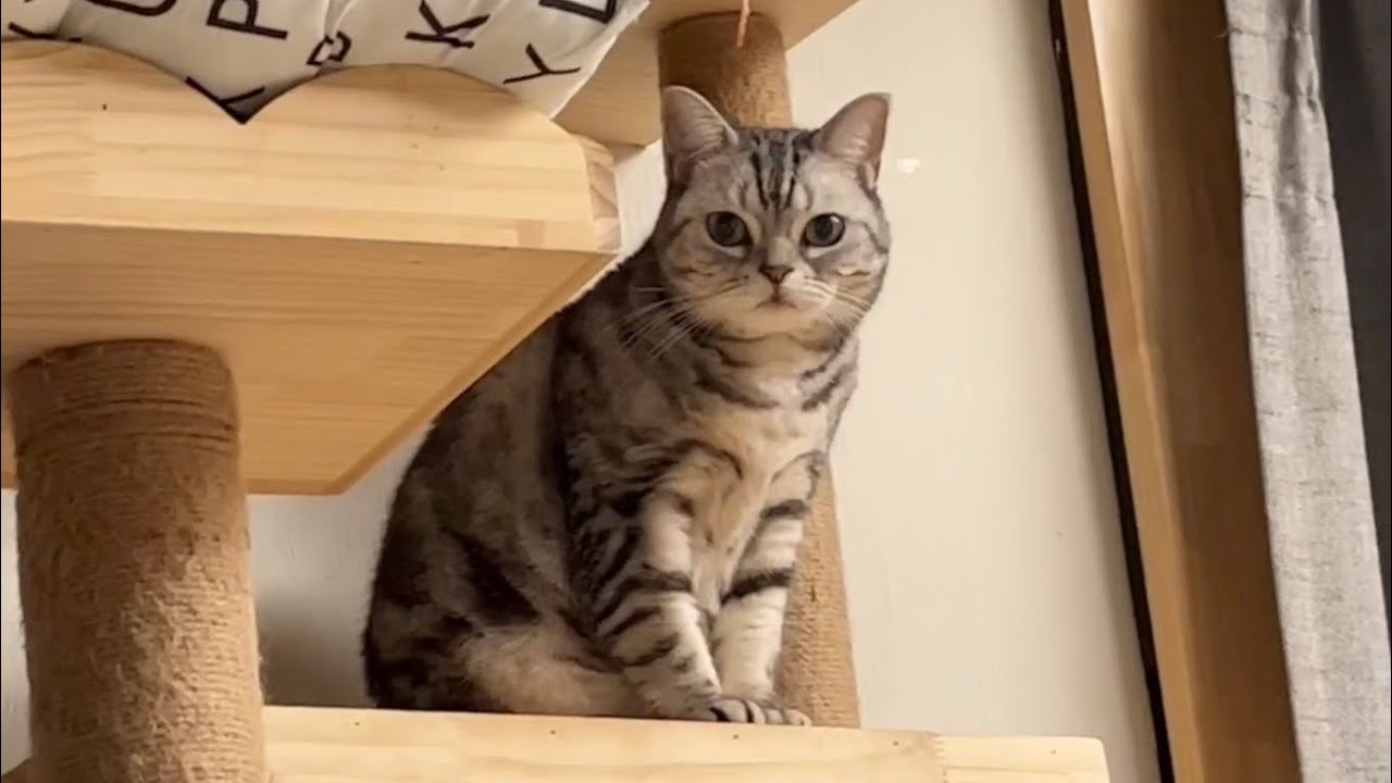 さらっと事件を起こすアメリカンショートヘアのあいちゃん❤️