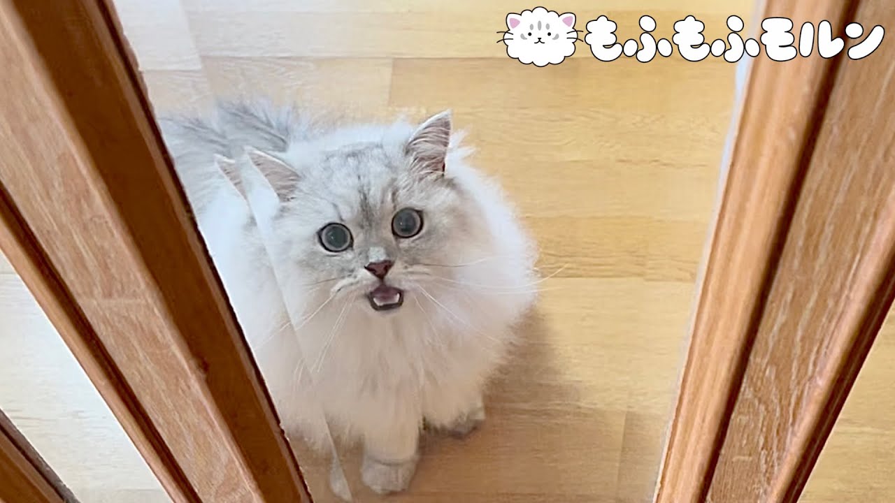 猫とはじめての小旅行（後編） 【サイベリアン】