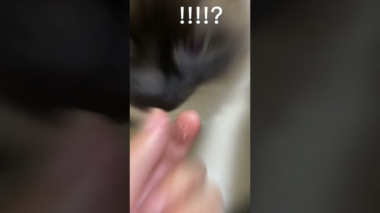 【猫動画】ヒマラヤンのマロン #shortvideo #猫のいる暮らし #ヒマラヤン