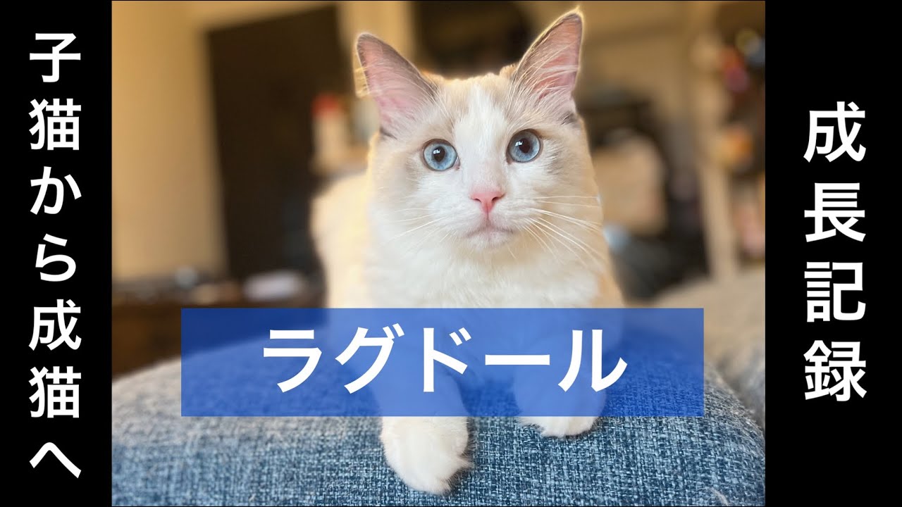 【子猫】ラグドールの男の子が家に来て半年間の多頭飼い成長記録