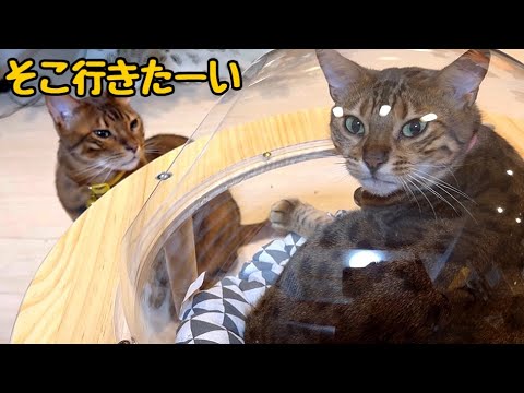 サイコパス猫が姉猫の席を奪おうとしています