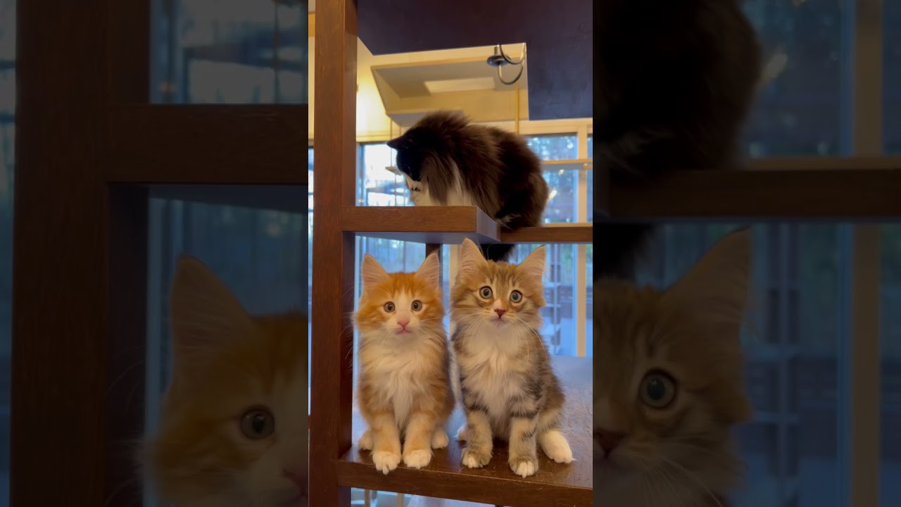 生後2ヶ月半のノルウェージャンフォレストキャット団子三きょうだいオーナーさん募集中です！