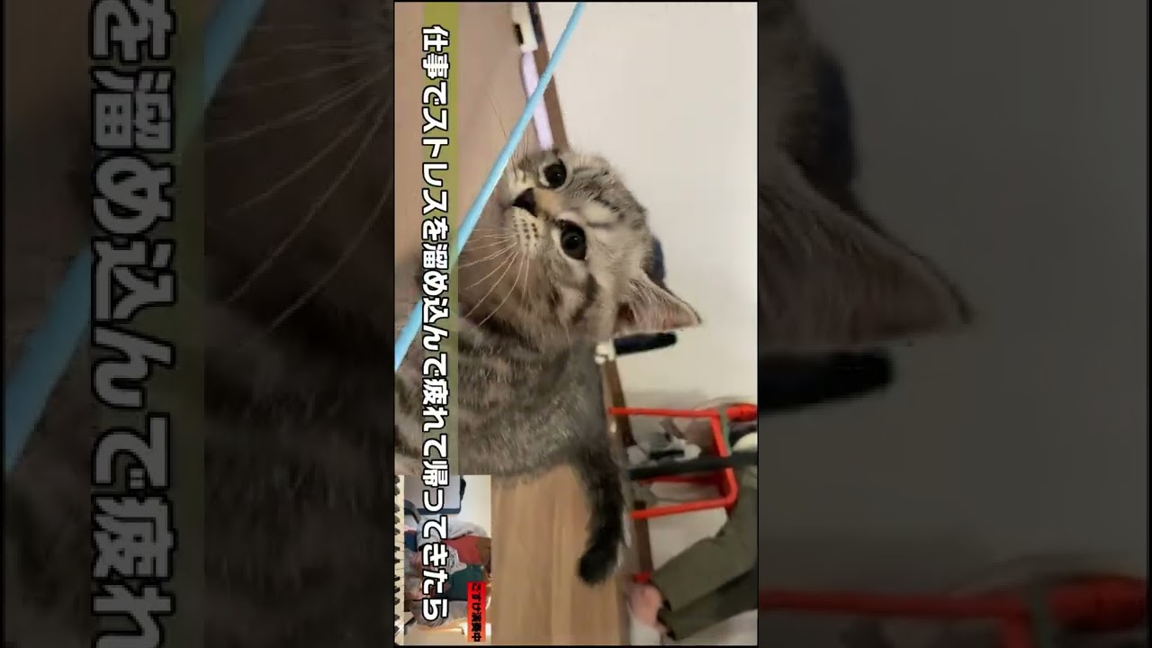 スコティッシュフォールドのかわいい子猫がご乱心 #shorts