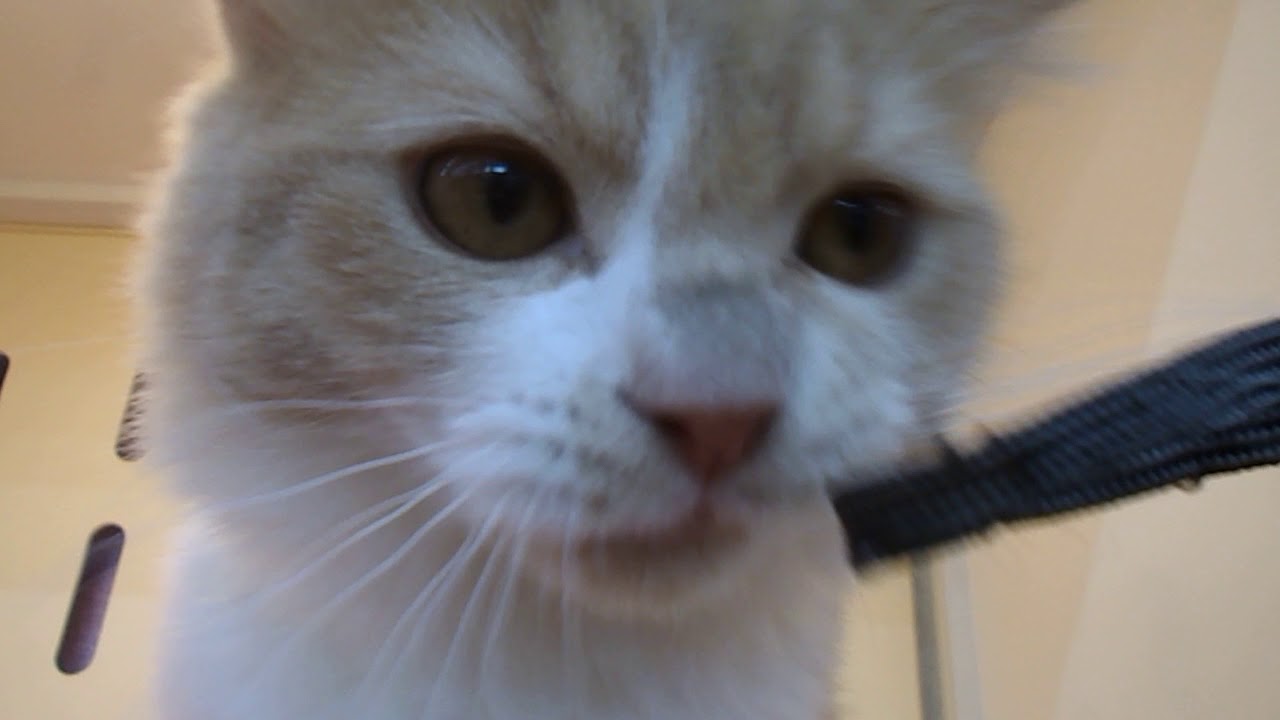 スコティッシュフォールド（浮耳、ロング）