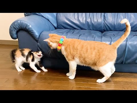 先住猫と子猫たちを会わせてみた