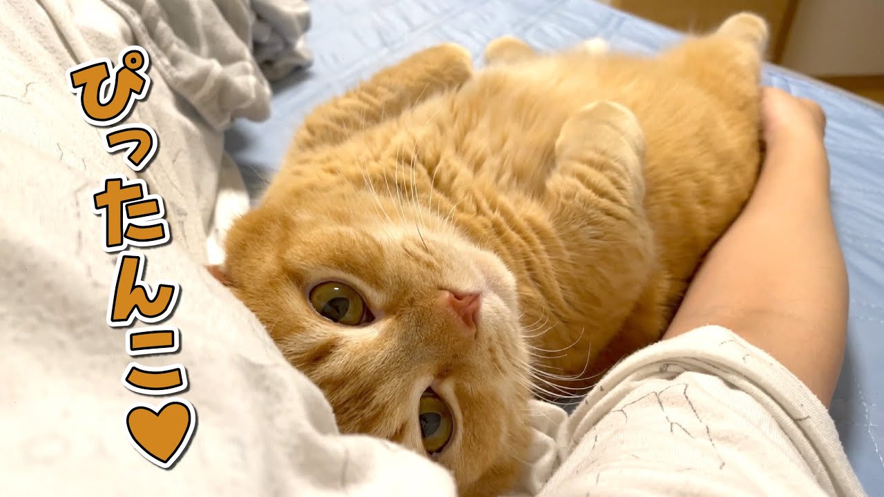 甘え足りなかった分夜に埋め合わせしてくる猫が可愛すぎました！