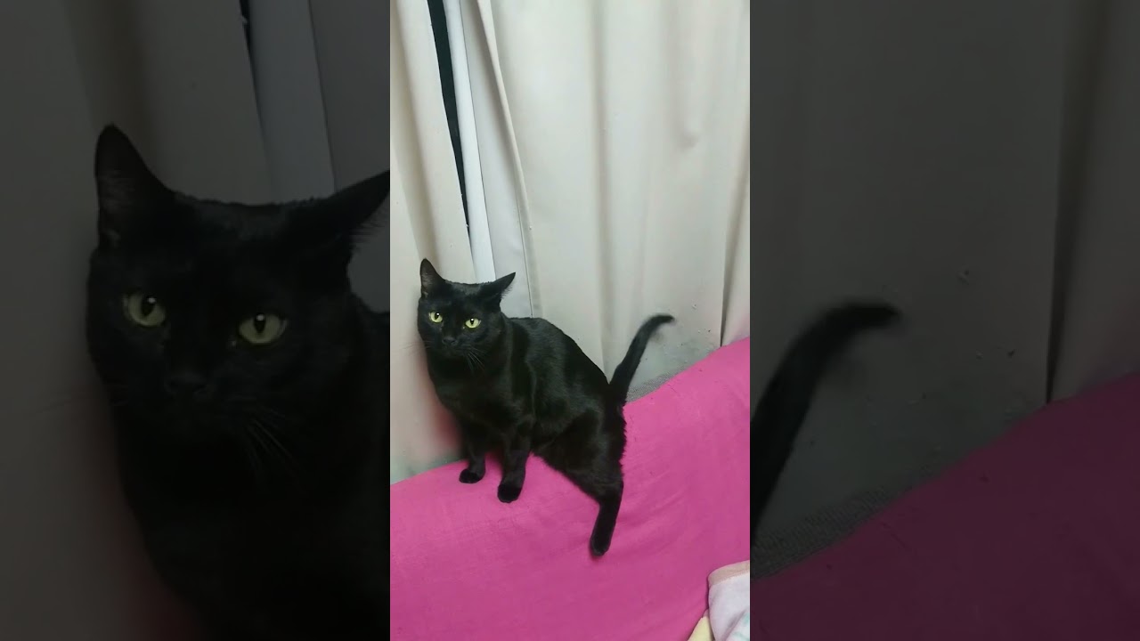 教育係。#cat #shorts #short #selkirkrex #猫 #セルカークレックス#blackcat #黒猫