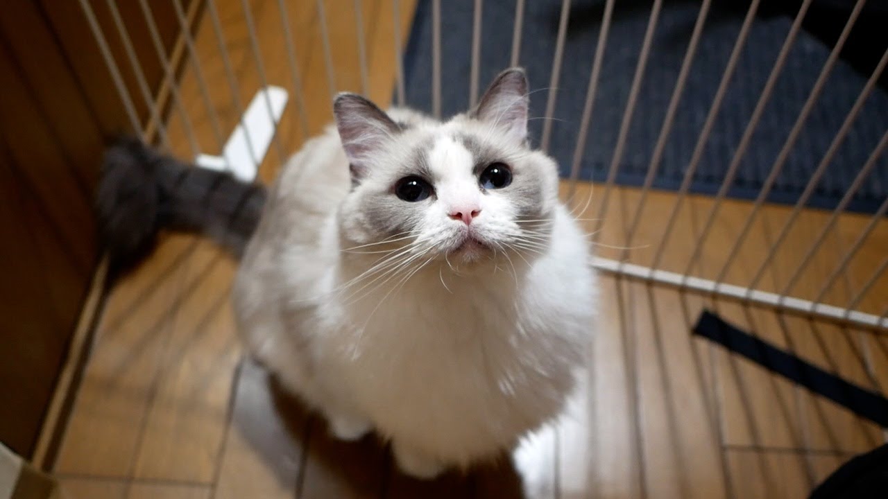 毎日12時間以上のお留守番を頑張っている賢いラグドールの顔を見てやってくださいｗ